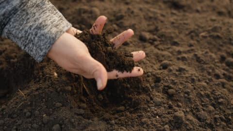 Leah's hand holds rich soil.