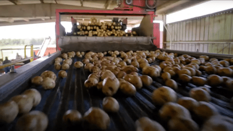 Small, round potatoes are transported down a conveyor belt. 