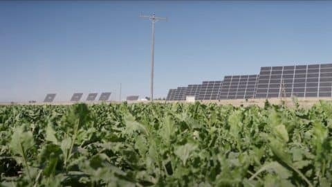 Solar panels in the background, potato plants in the foreground at 4-D Farms.